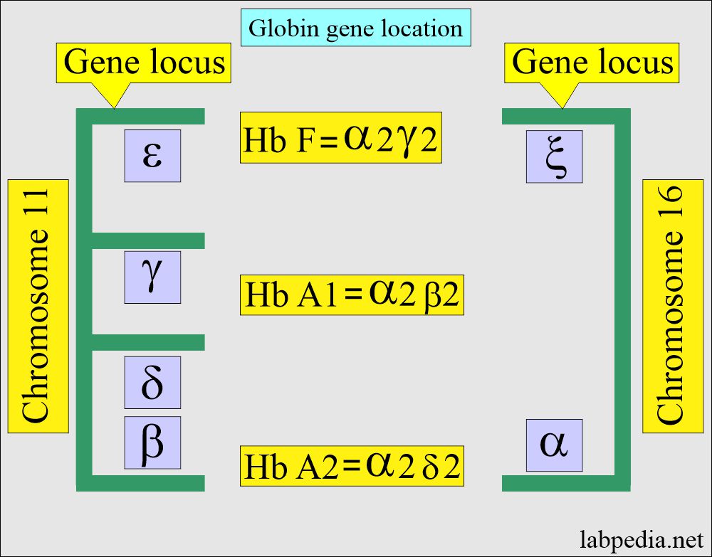 Globin gene location