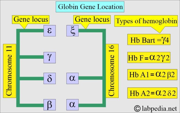 Hemoglobin: - Part 1 - Hemoglobin (Hb) structure and Functions ...