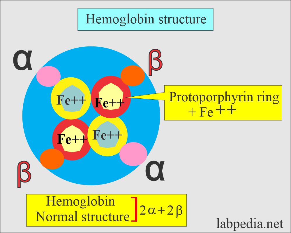 Hemoglobin normal structure
