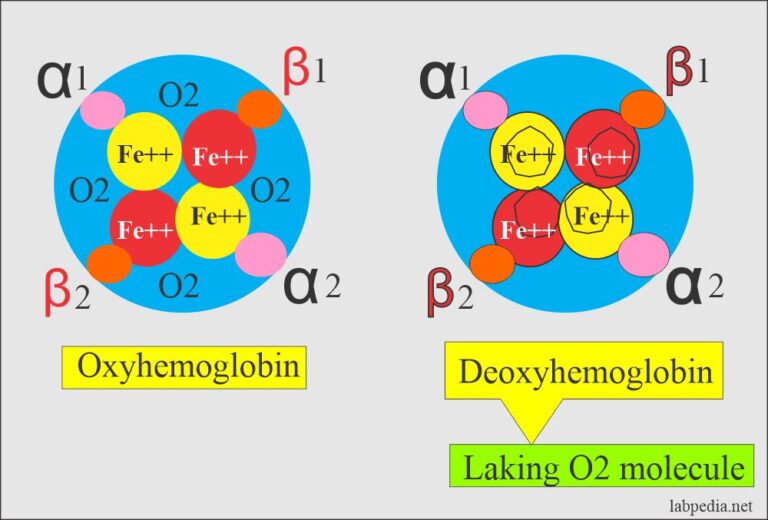 Anemia Classification, Diagnosis, And Routine Workup