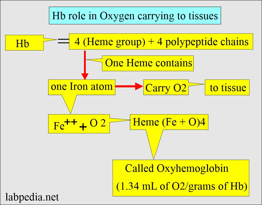 Hemoglobin role in carrying Oxygen to various tissues