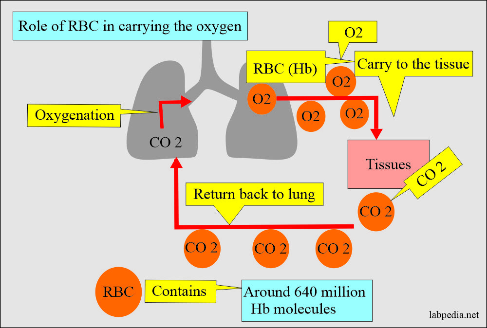 Hemoglobin Part 1 Hemoglobin Hb Structure And Functions 