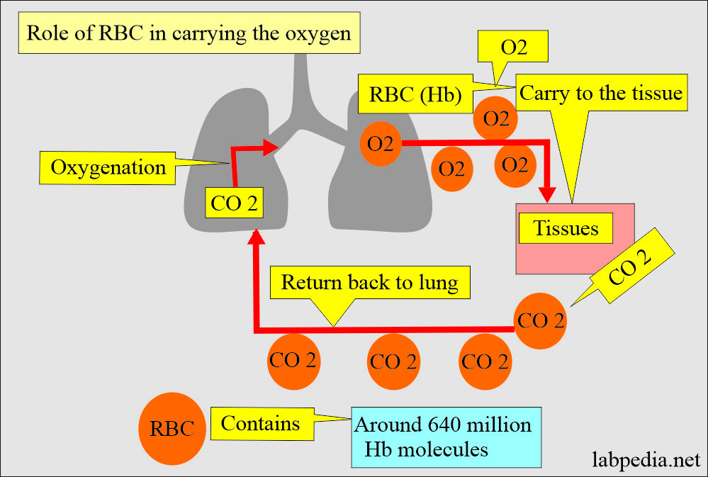 Anemia: Hemoglobin (Hb) role for oxygen carriage