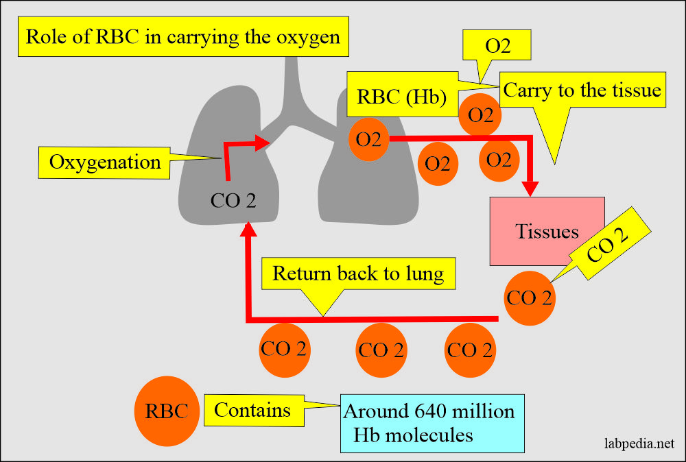 Hemoglobin role for oxygen / CO 2 transport