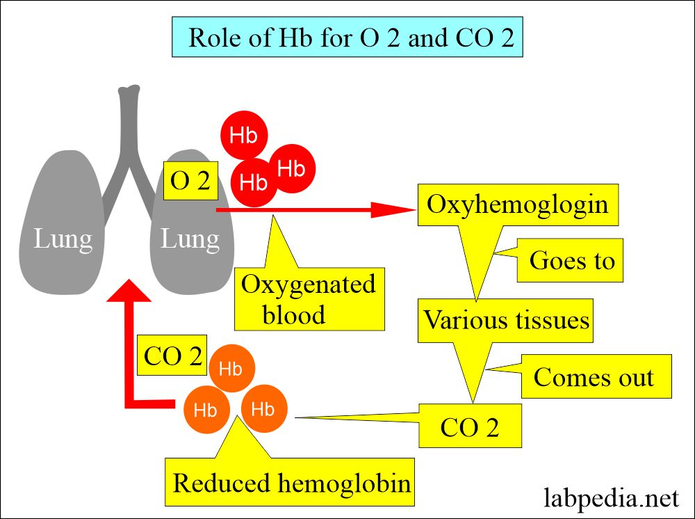 Hemoglobin role in Oxygen and CO2