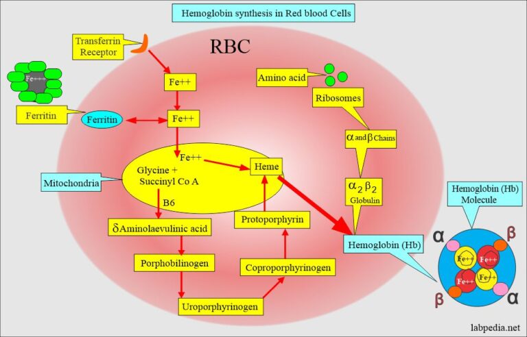 nutrient that is critical for hemoglobin synthesis