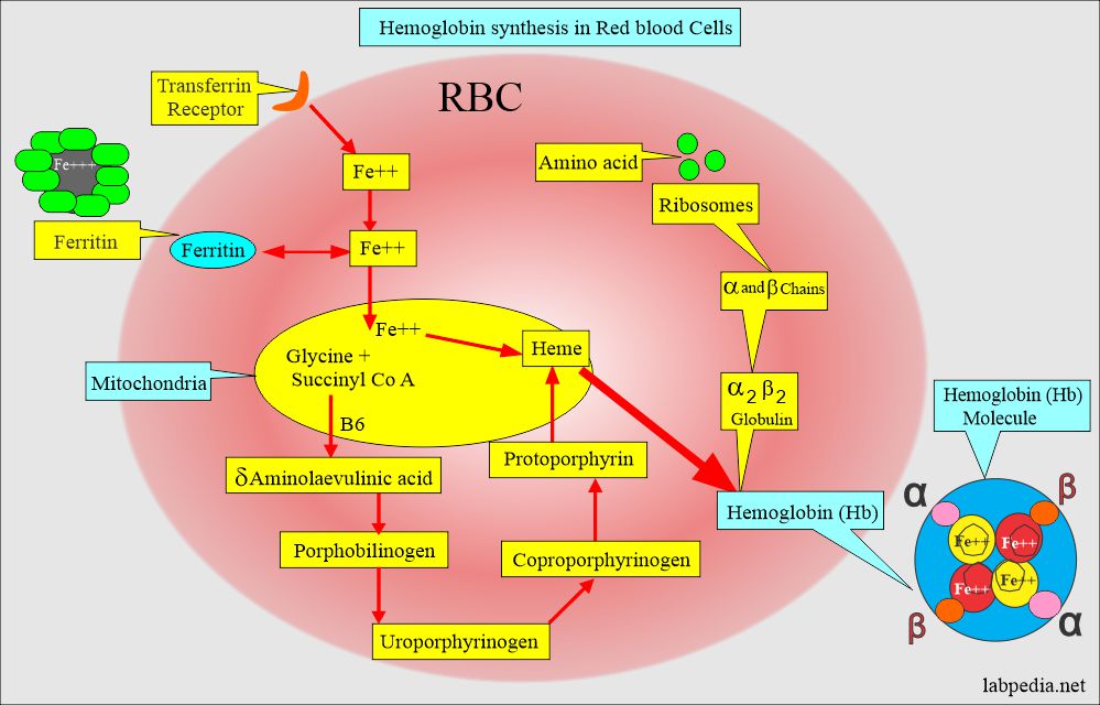 Hemoglobin Part Hemoglobin Hb Structure And Functions 51 OFF