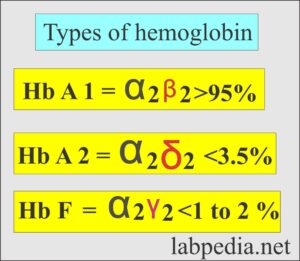 Hemoglobin: - Part 1 - Hemoglobin (Hb) structure and Functions ...