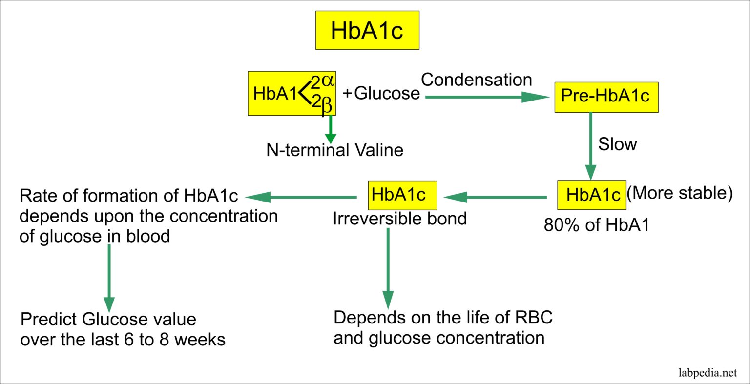 Hba1c Glycosylated Hemoglobin Glycohemoglobin G Hb Glycated