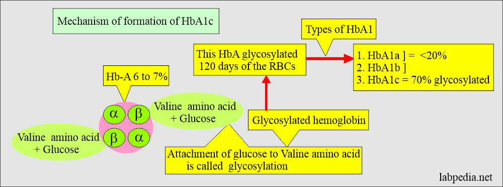 HbA1c (Glycosylated Hemoglobin): Glycosylation and formation of HbA1c 