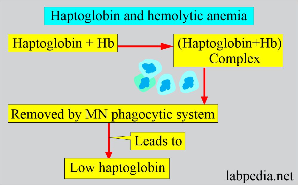Hemolytic anemia and haptoglobin
