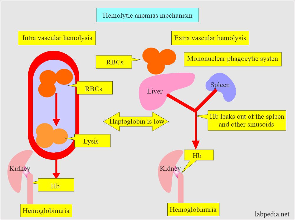 Hemolytic anemias mechanism