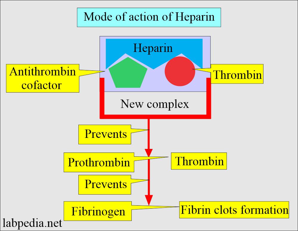 Mode of action of Heparin as an anticoagulant
