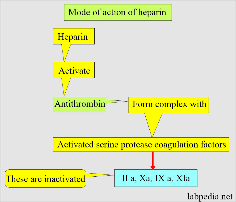 Heparin as an anticoagulant mechanism