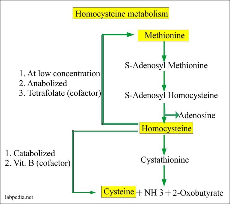 Homocysteine (Homocysteinemia)