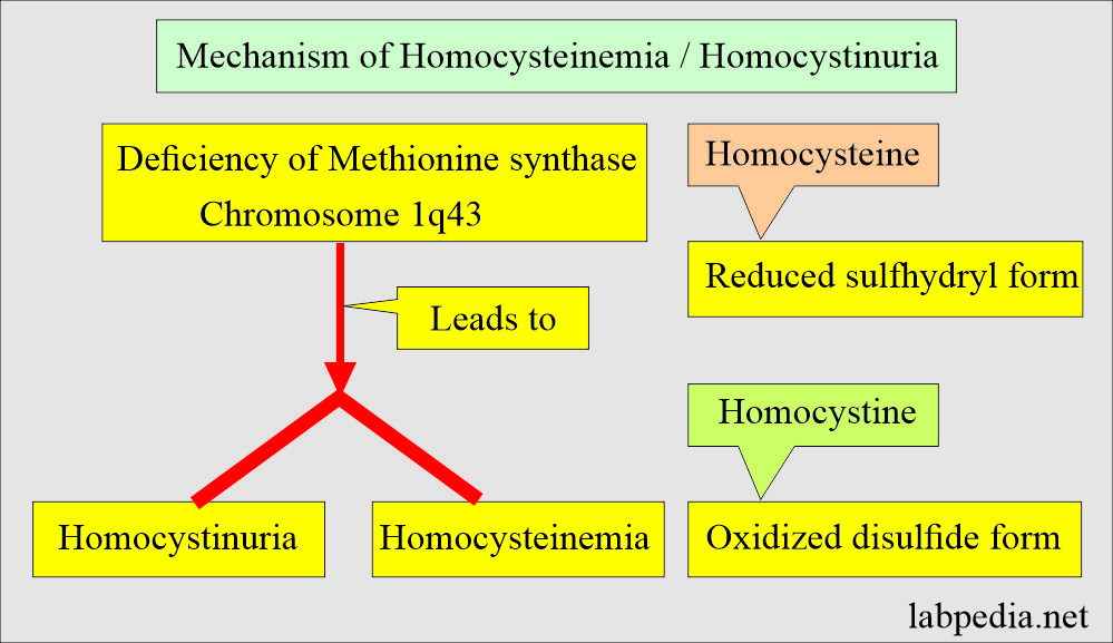 Homocysteinemia/Homocystinuria mechanism