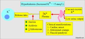 Potassium (K+) in blood and its significance