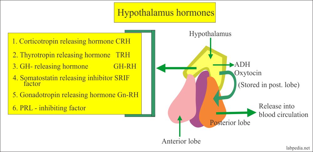 Hypothalamus And Pituitary Gland Hormones Labpedia