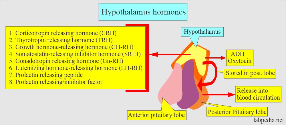 pituitary gland and hypothalamus hormones