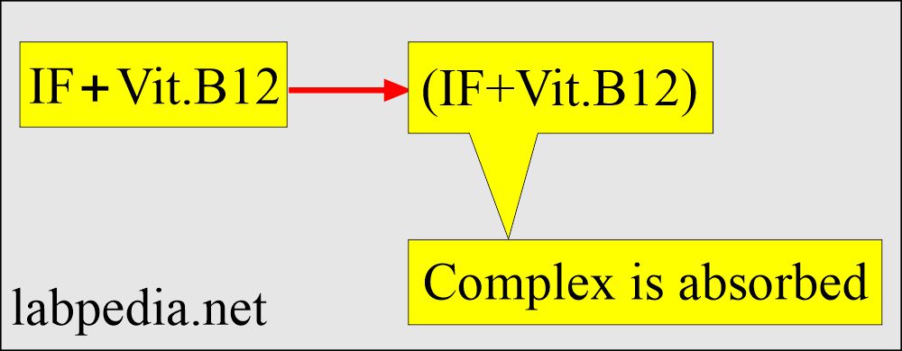 Intrinsic factor (IF)+Vit.B12 absorption 