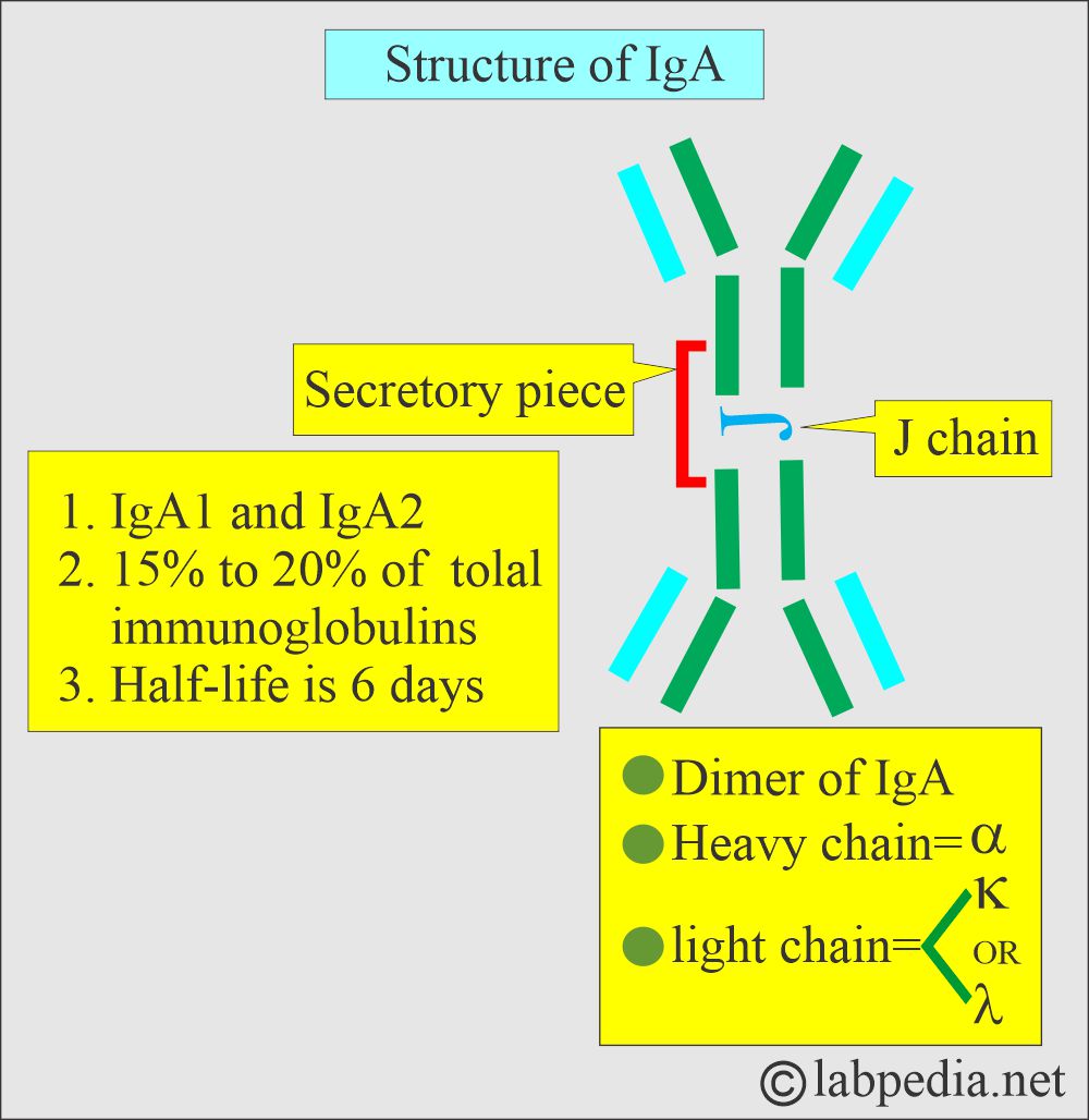IgA structure