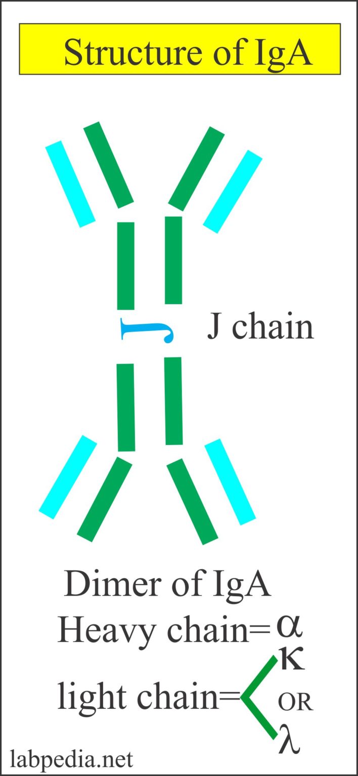 Immunoglobulin A (IgA) – Labpedia.net