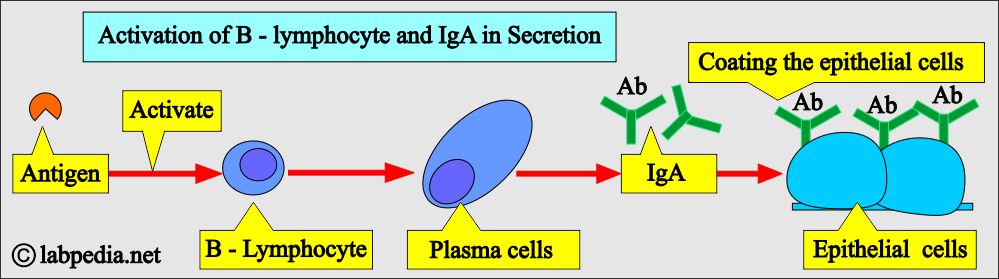 IgA in secretion and B-L activation IgA in secretion and B-L activation