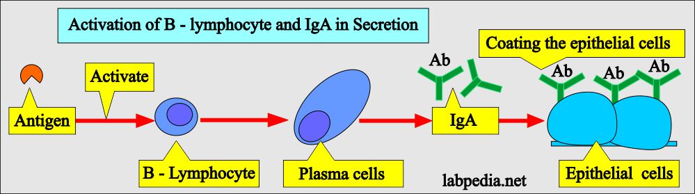IgA in secretion and coating the epithelial cells