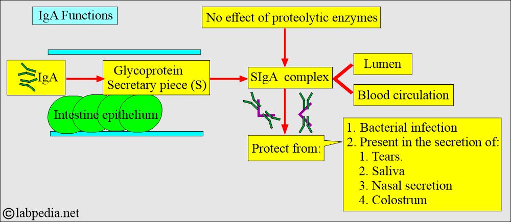 IgA functions IgA functions