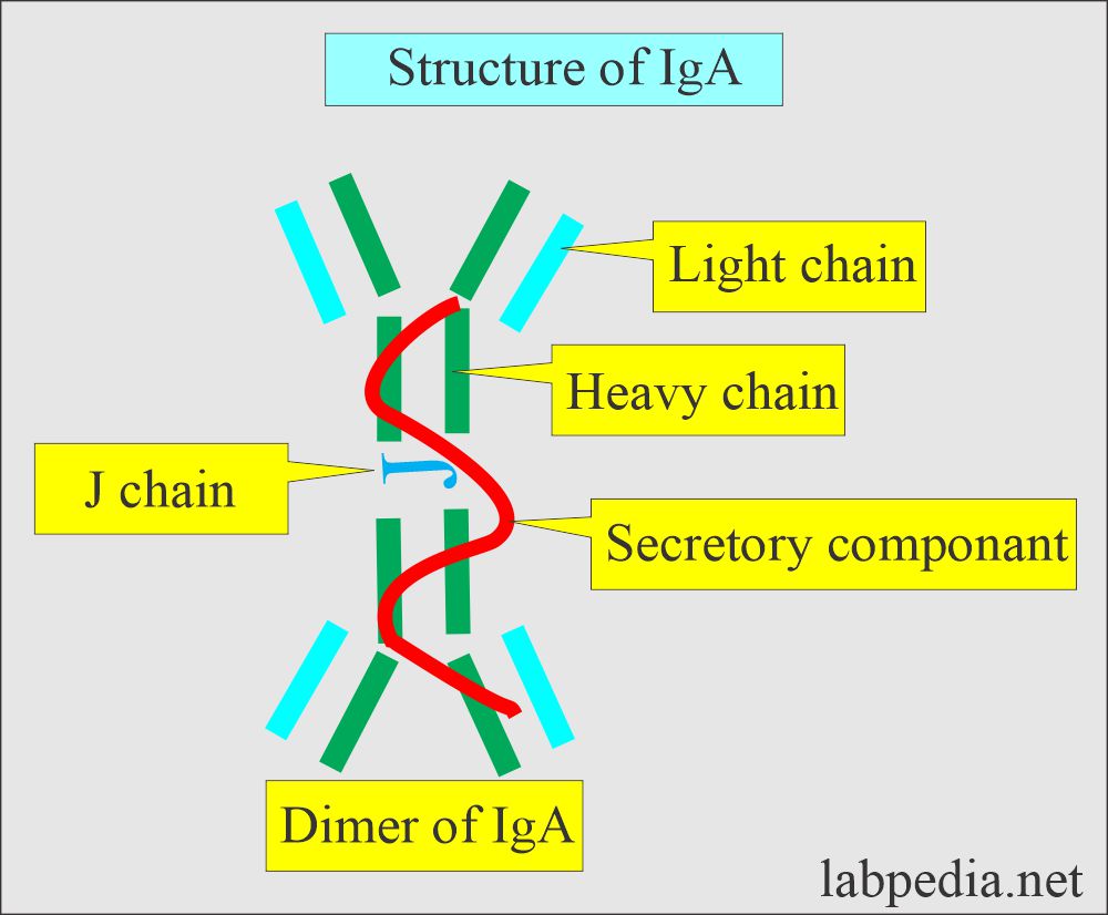 IgA. structure with secretory piece