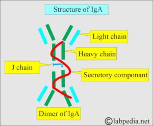 Iga Struture Immunoglobulin A (IgA), Indications and Functions - Labpedia.net