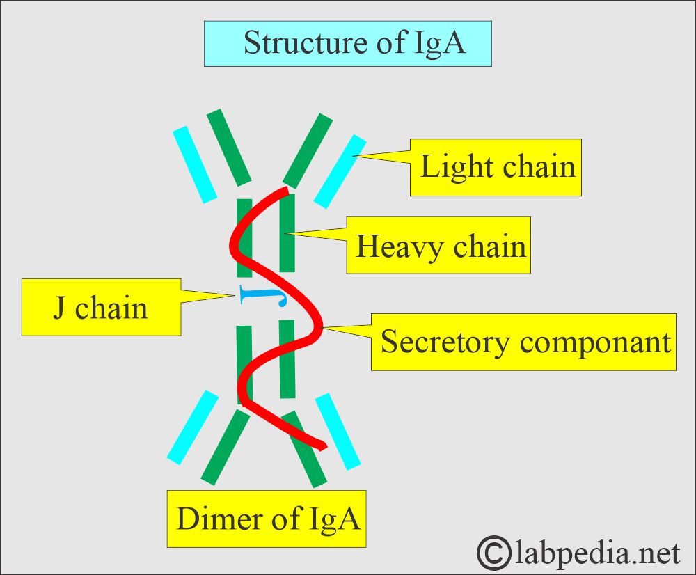 IgA. structure IgA. structure