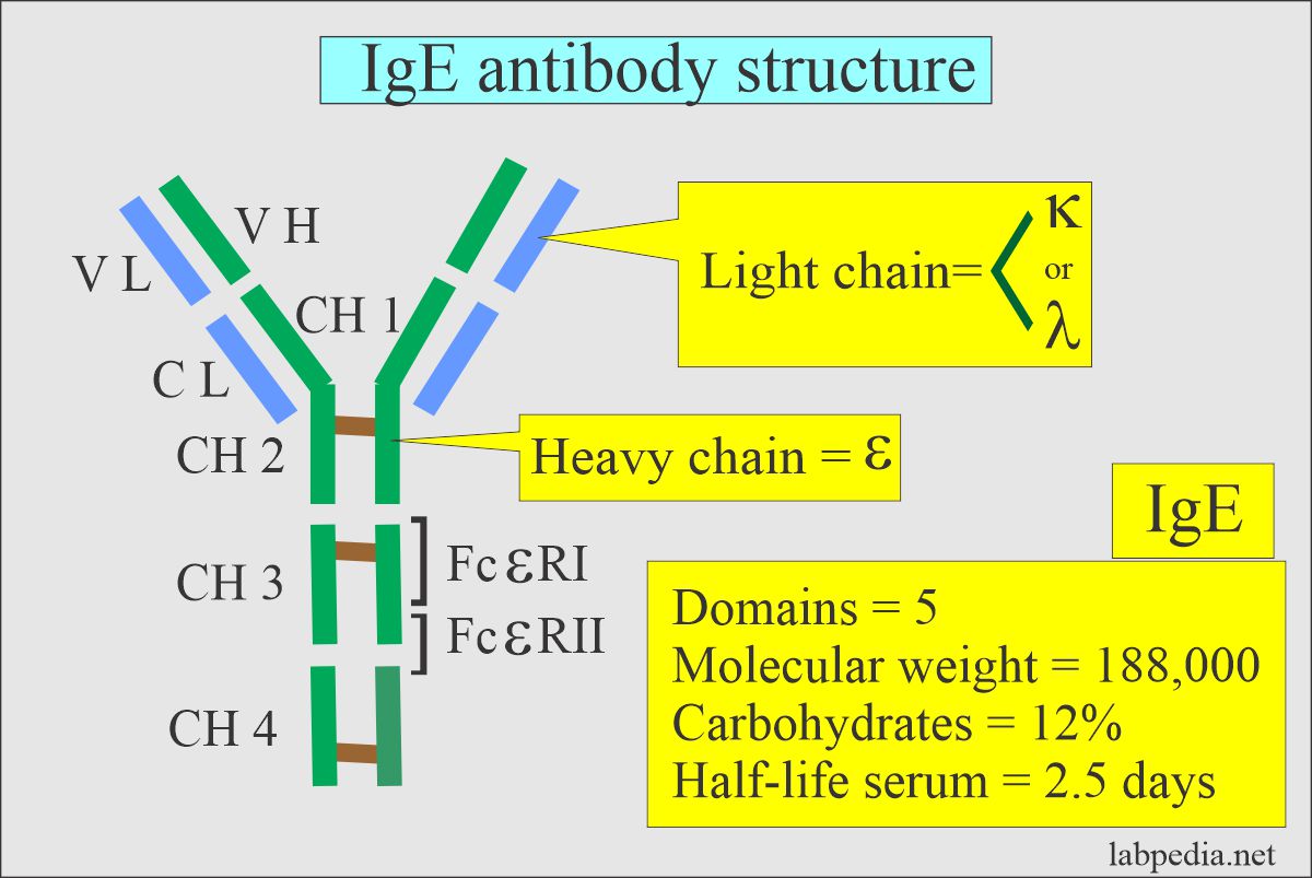 Immunoglobulin E (IgE) molecular structure