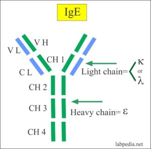 Immunoglobulin E (IgE) – Labpedia.net