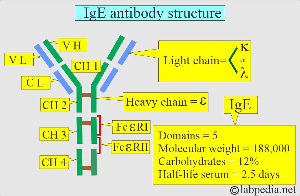 IgE immunoglobulin structure IgE immunoglobulin structure