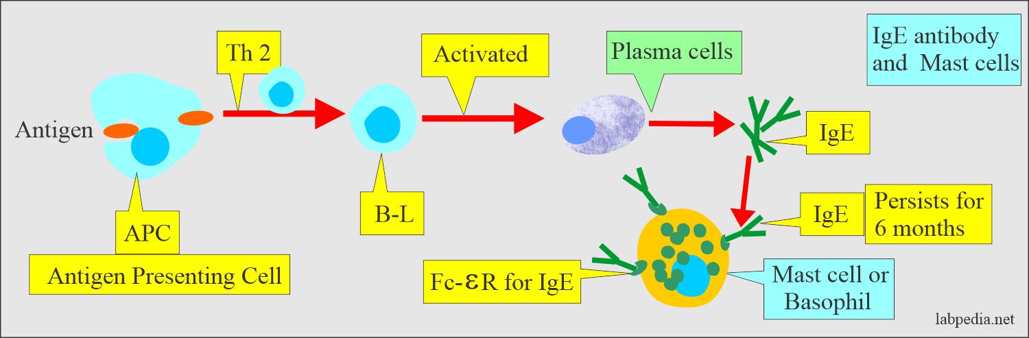 Immunoglobulin E (IgE) antibody and activation of mast cell/basophils