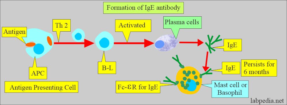 Formation of IgE antibody