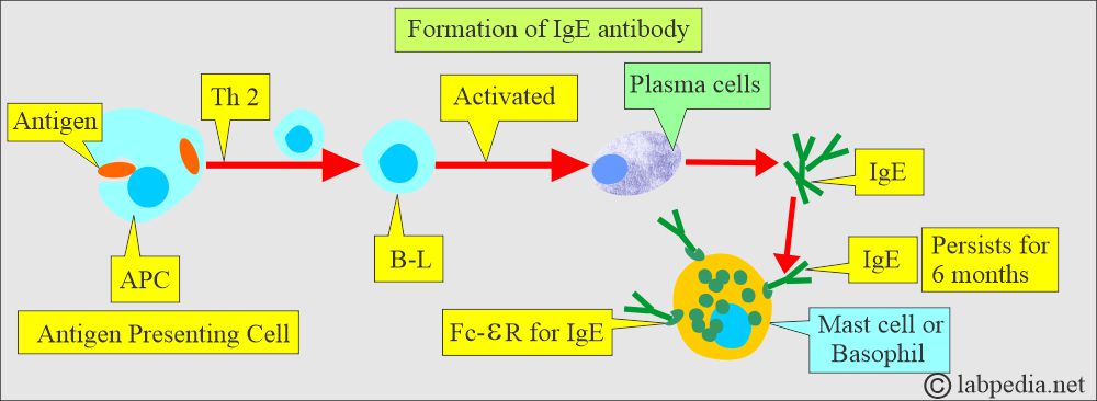 IgE antibody and mast cell leading to type-1 reaction IgE antibody and mast cell leading to type-1 reaction