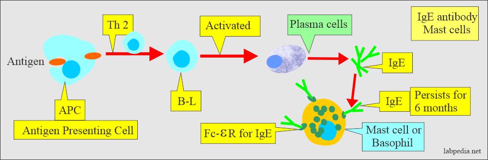 Ig E antibody formation and attachment to mast cells or basophils