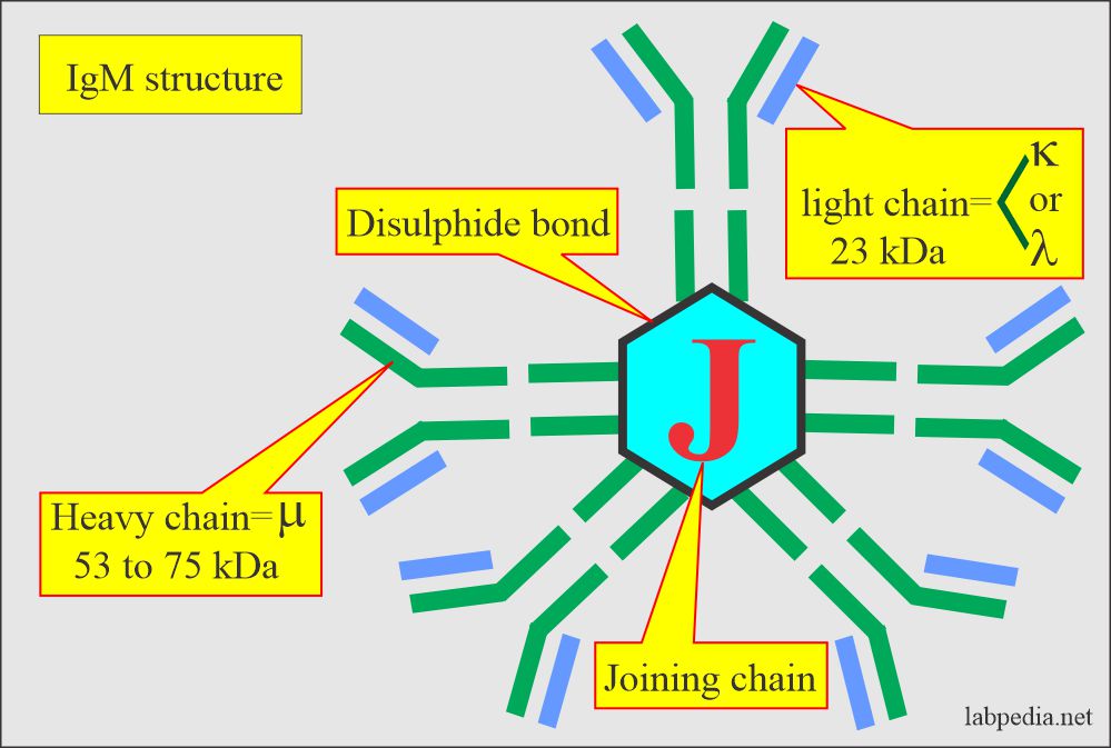 Immunoglobulin M (IgM) structure
