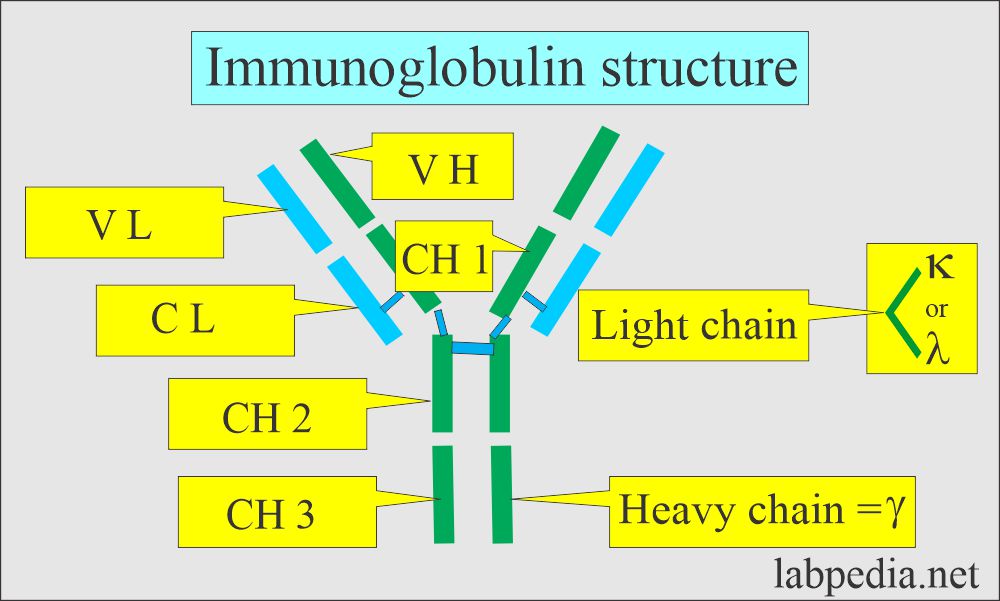 Monoclonal Immunoglobulin (Ig): Immunoglobulin structure