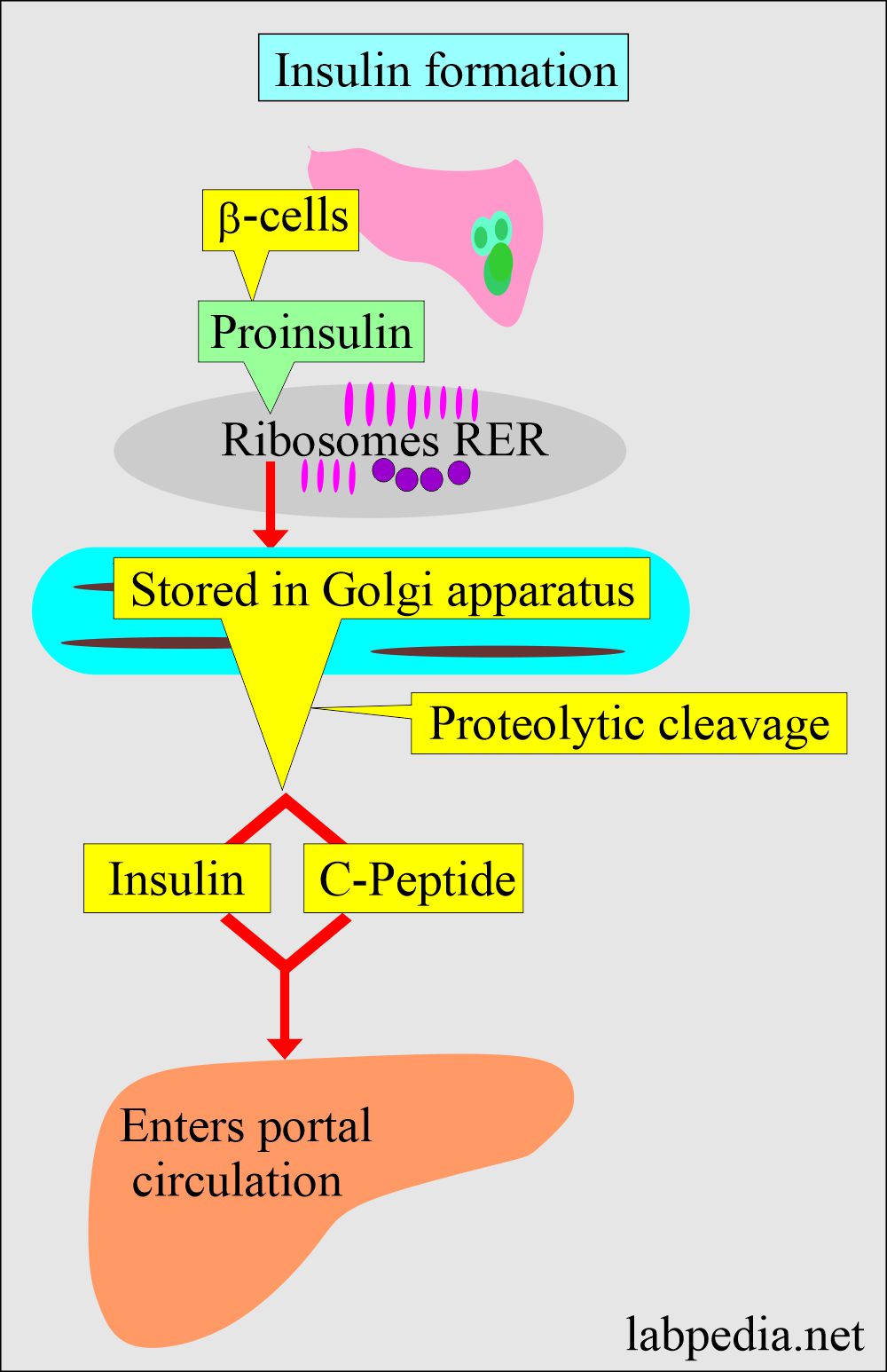 Pancreatic functions: Insulin formation
