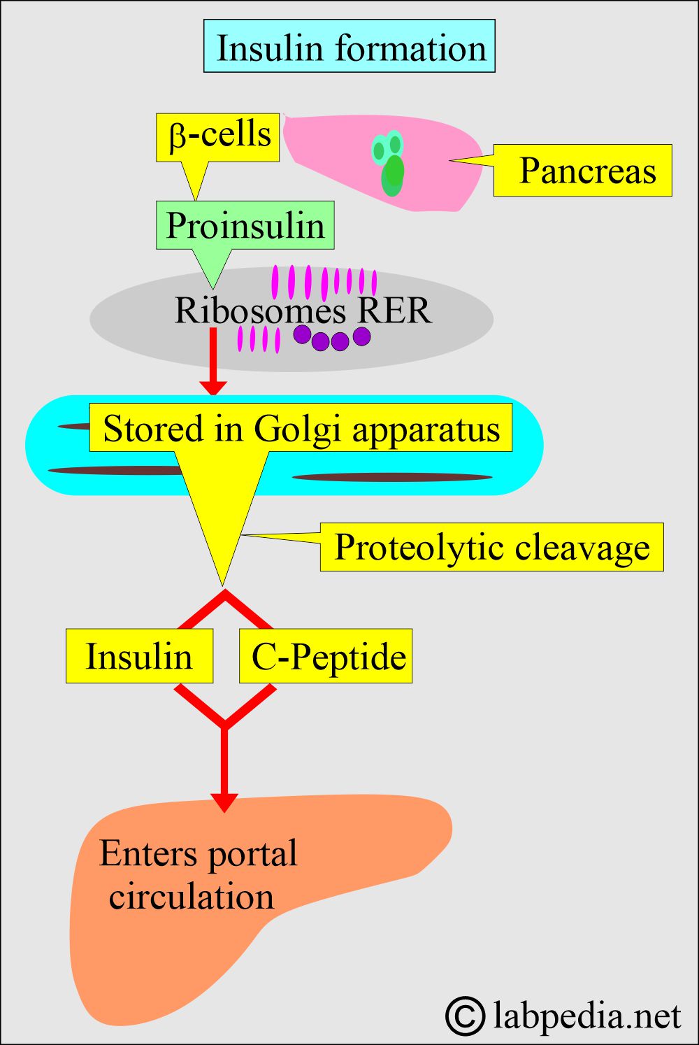 Insulin formation and proinsulin Insulin formation and proinsulin