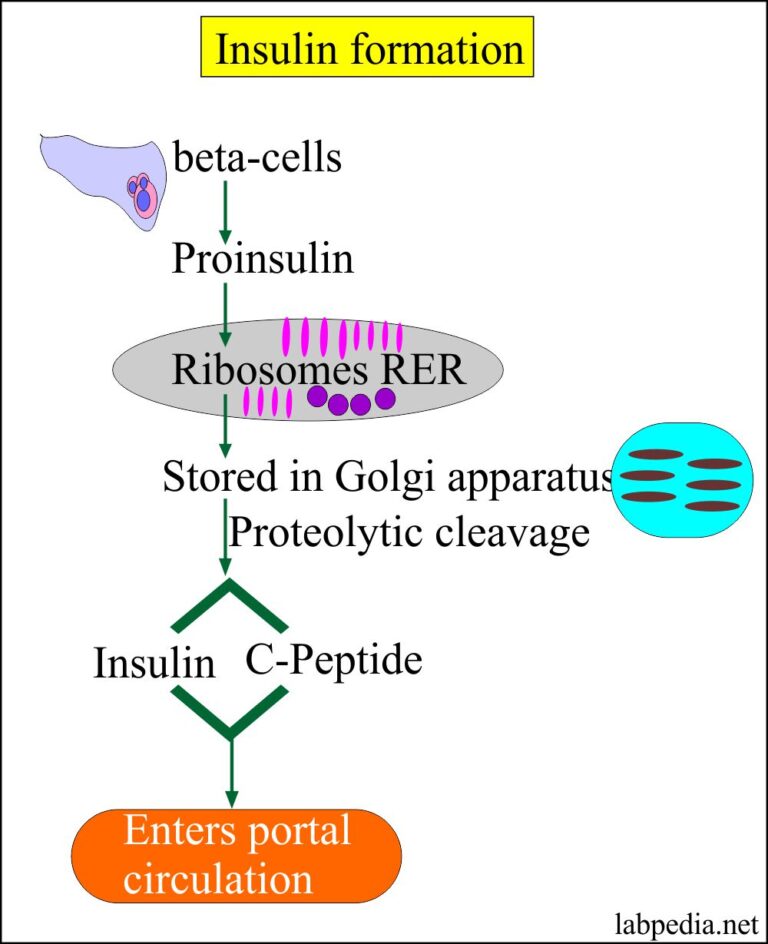 c-peptide-insulin-c-peptide-proinsulin-c-peptide-labpedia