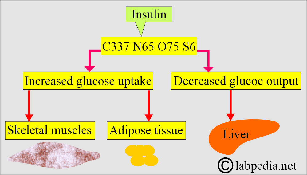 Insulin metabolism and main functions