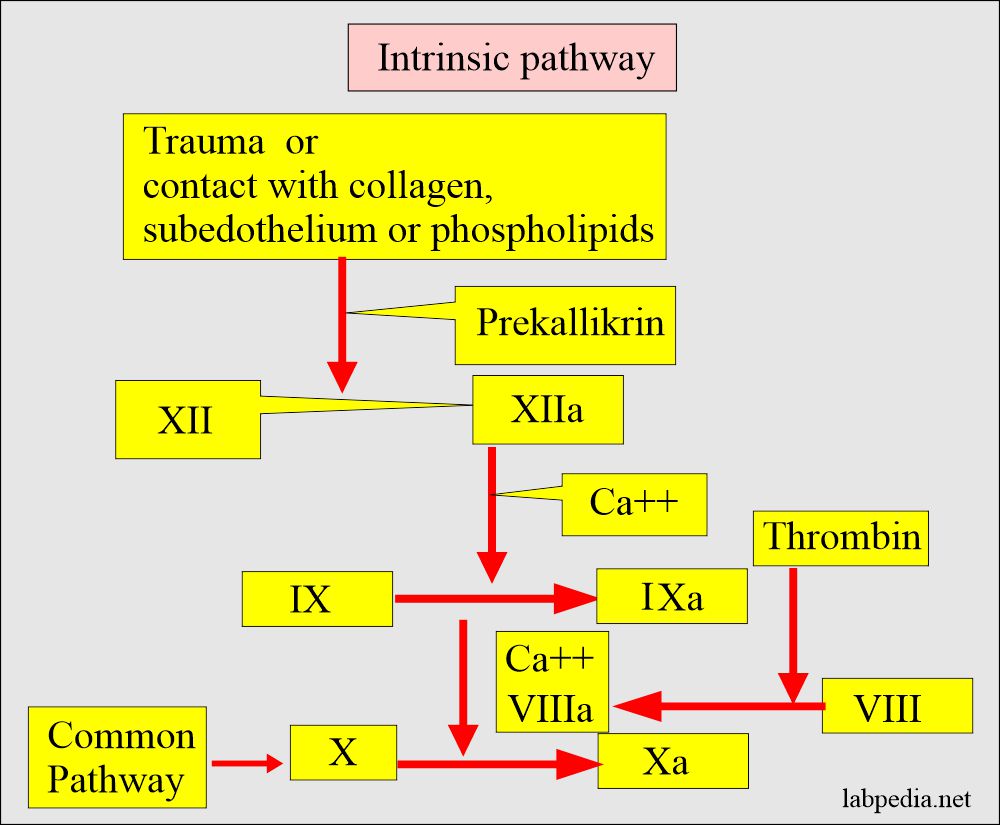 Intrinsic pathway cycle