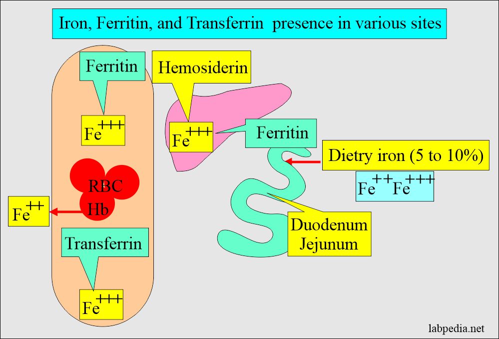Iron, Ferritin, Transferrin at different sites