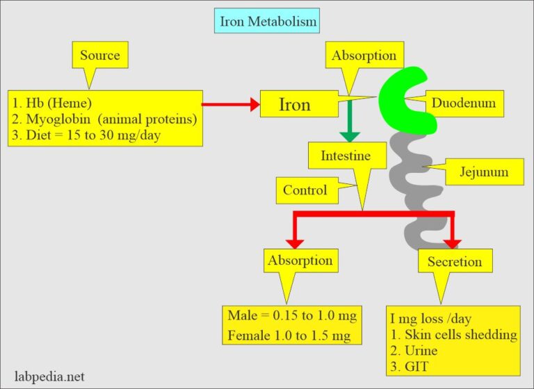 Low Ferritin And High Binding Capacity at Frank Robinson blog