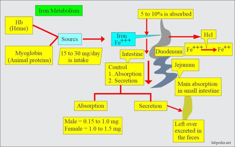 Anemia:- Part 2 - Iron Deficiency Anemia, Microcytic and hypochromic ...