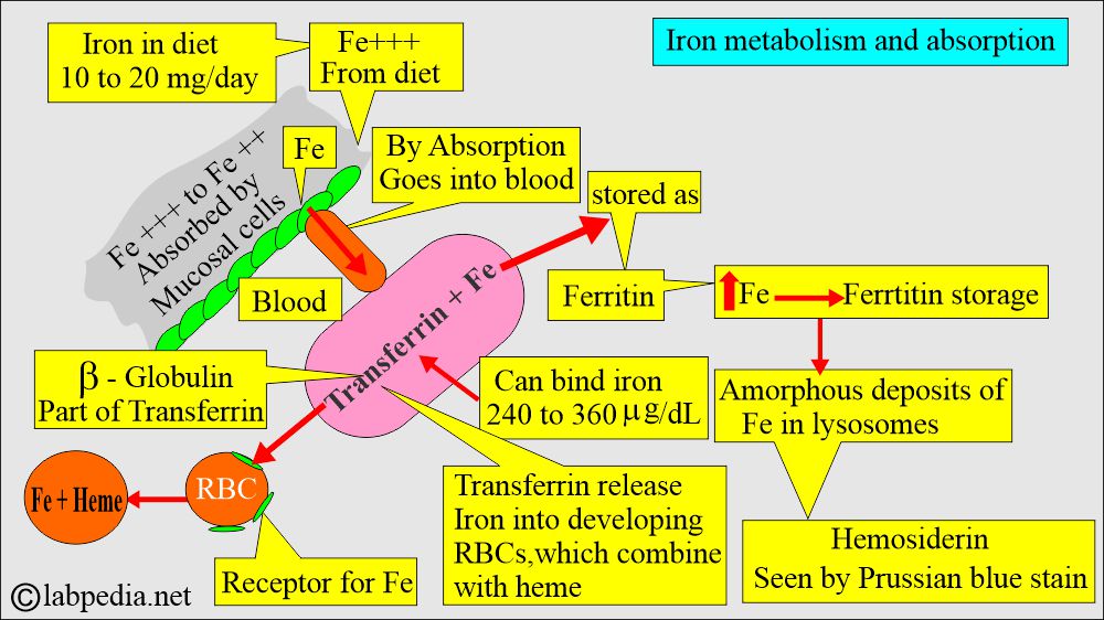 Iron metabolism and absorption